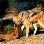 jackal camera system Stellenbosch Student Builds Camera Sensor System