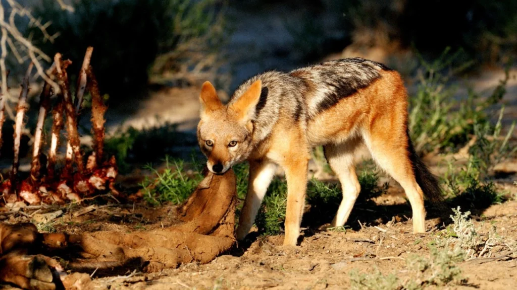 jackal camera system Stellenbosch Student Builds Camera Sensor System