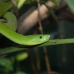 Green Mamba bite Bluff Man Recovers After Green Mamba