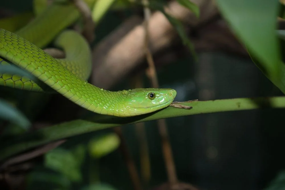 Green Mamba bite Bluff Man Recovers After Green Mamba