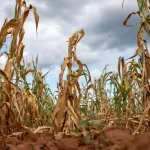 El Niño maize prices Super Could Push White Maize Prices