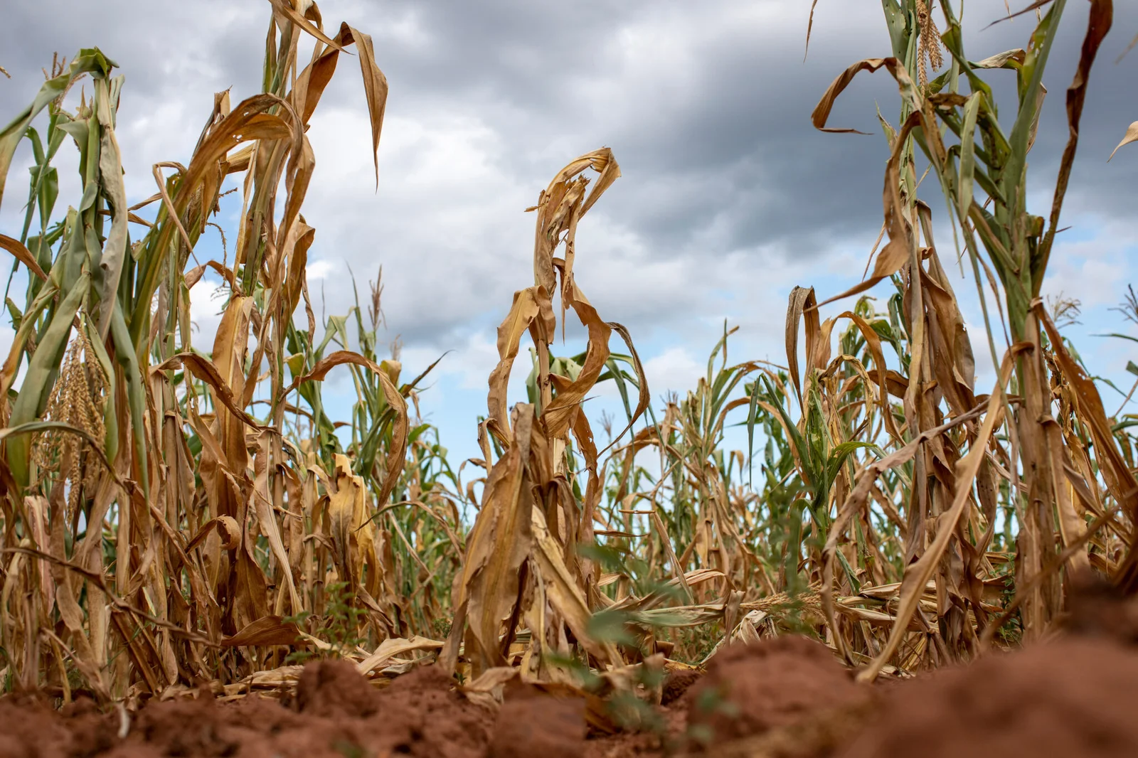 El Niño maize prices Super Could Push White Maize Prices